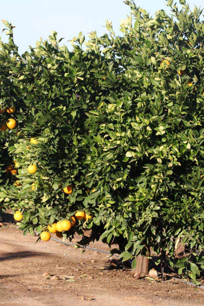            Habit (Riverside, CA)   